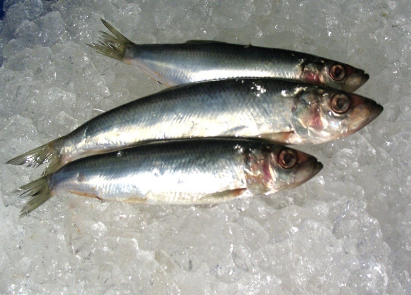 fresh sardines